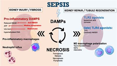 Role of Damage-Associated Molecular Patterns in Septic Acute Kidney Injury, From Injury to Recovery